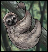 How to Draw Sloths