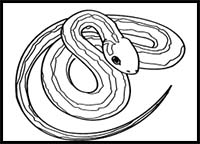 How to Draw a Common Garter Snake