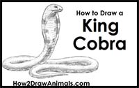 How to Draw a Snake (King Cobra)