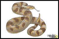 How to Draw a Realistic Snake