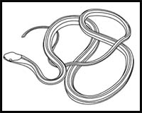 How to Draw an Eastern Ribbon Snake