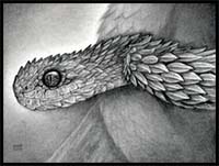How to Sketch a Snake, Atheris Hispida, Viper Snake