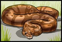 How to Draw a Python Snake