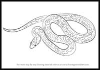 How to Draw a Spotted Python