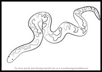 How to Draw a Kenyan Sand Boa
