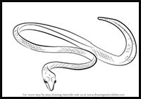 How to Draw a Green Vine Snake