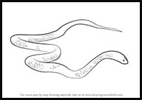 How to Draw a King Brown Snake