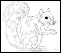 How to Draw a Squirrel