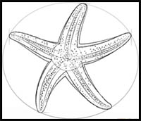Line Drawing Starfish Hand Drawn Illustration, Starfish Drawing, Starfish  Sketch, Line Drawing Starfish PNG Transparent Clipart Image and PSD File  for Free Download