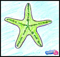 Drawing Sea Star