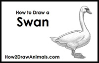 how to draw a swan