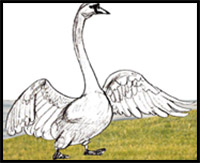 how to draw a swan