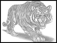 how to draw a tiger roaring