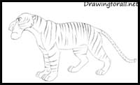 How to Draw Shere Khan