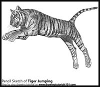 How to Draw a Tiger Jumping