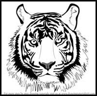 How to Draw a Tiger Face