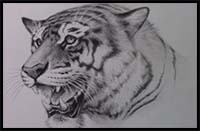 How to Draw a Tiger [Narrated Step-by-Step Tutorial]