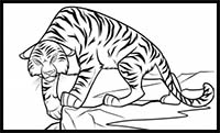Sakura Tiger Drawing Lesson
