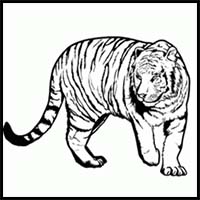 How to Draw a Bengal Tiger, Draw Tigers