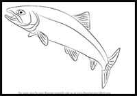 How to Draw a Trout