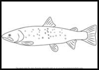 How to Draw a Bull Trout