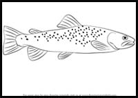 How to Draw a Brown Trout