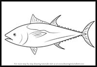 How to Draw an Atlantic Bluefin Tuna
