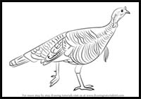 How to Draw a Wild Turkey