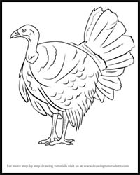 How to Draw an Australian Brush Turkey