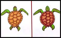 How to Draw a Realistic Sea Turtle