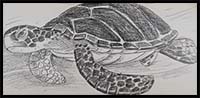 How to Draw a Sea Turtle