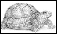 How to Draw a Turtle