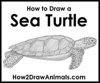 How to Draw a Green Sea Turtle