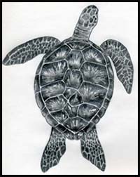 How to Draw a Turtle