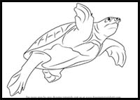 How to Draw a Pig-Nosed Turtle