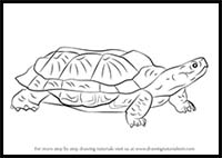 How to Draw a Wood Turtle