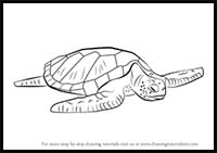 How to Draw a Green Turtle