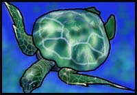 How to Draw Sea Turtles