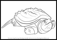 How to Draw an Alligator Snapping Turtle