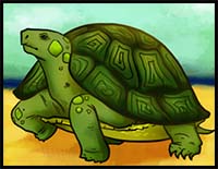 How to Draw Turtles