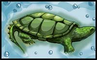 How to Draw a Snapping Turtle