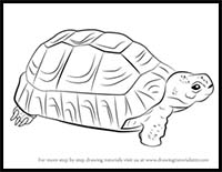 How to Draw a Greek Tortoise