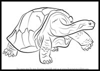 How to Draw a Galapagos Tortoise