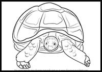 How to Draw an African Spurred Tortoise
