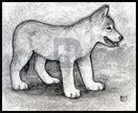 How to Draw a Wolf Puppy