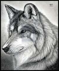 How to Draw a Wolf Head, Mexican Wolf