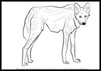 How to Draw a Maned Wolf