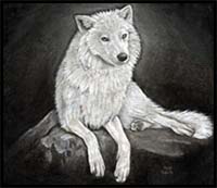 How to Sketch a Wolf, Arctic Wolf