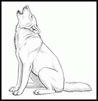 How To Draw Cartoon Wolves Realistic Wolves Drawing Tutorials Drawing How To Draw Wolves Drawing Lessons Step By Step Techniques For Cartoons Illustrations