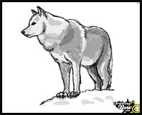 How to Draw Wolf